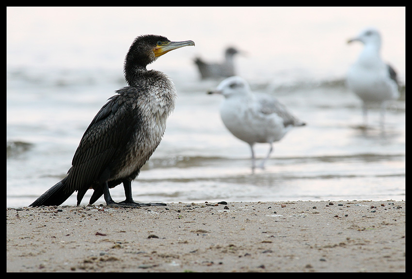 Mr Kormoran