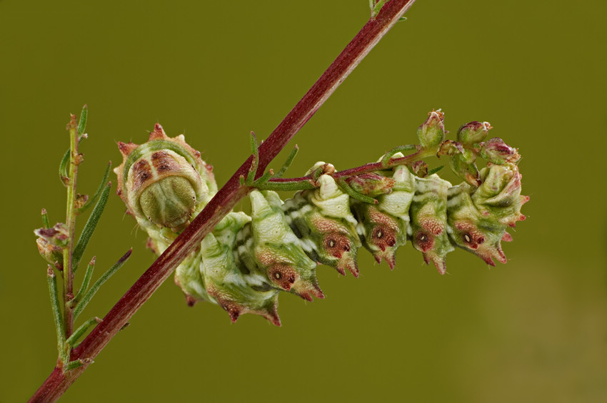 Kapturnica byliczanka