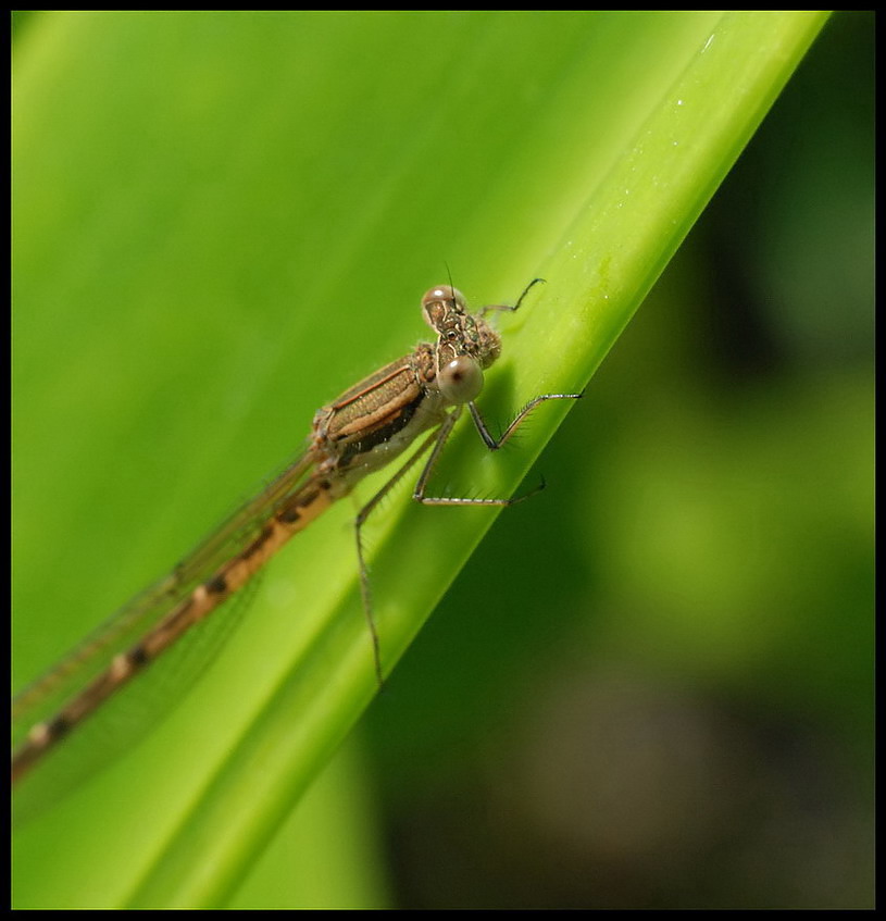 some dragonfly