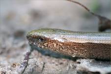 Padalec
