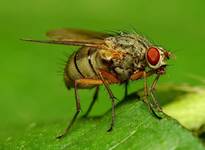 MACRO
