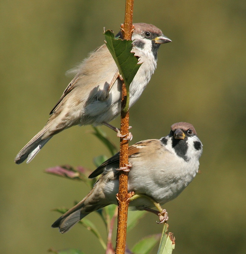 Parami