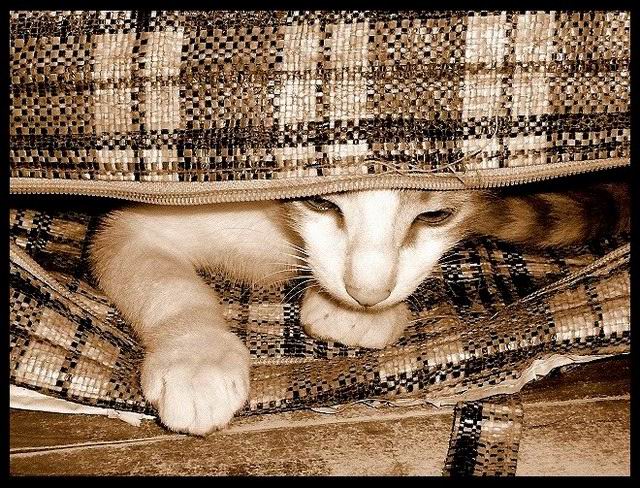 =^..^=