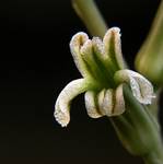 Haworthia 2