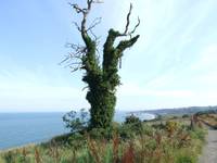 Irlandia