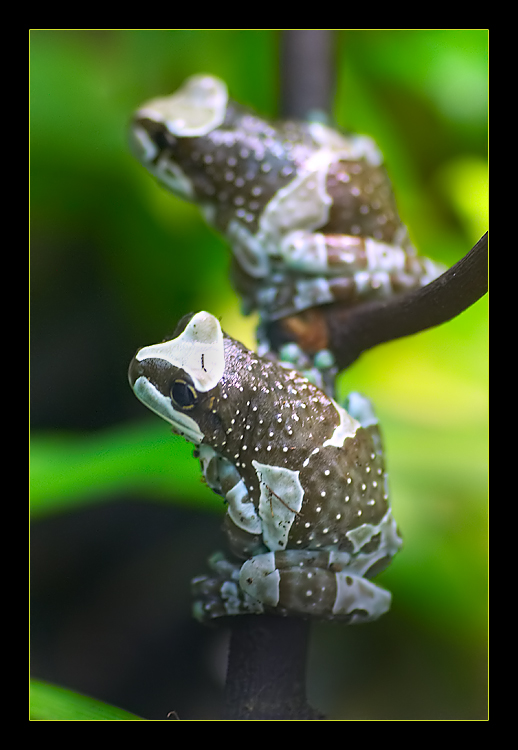 Phrynochyas resinifictrix