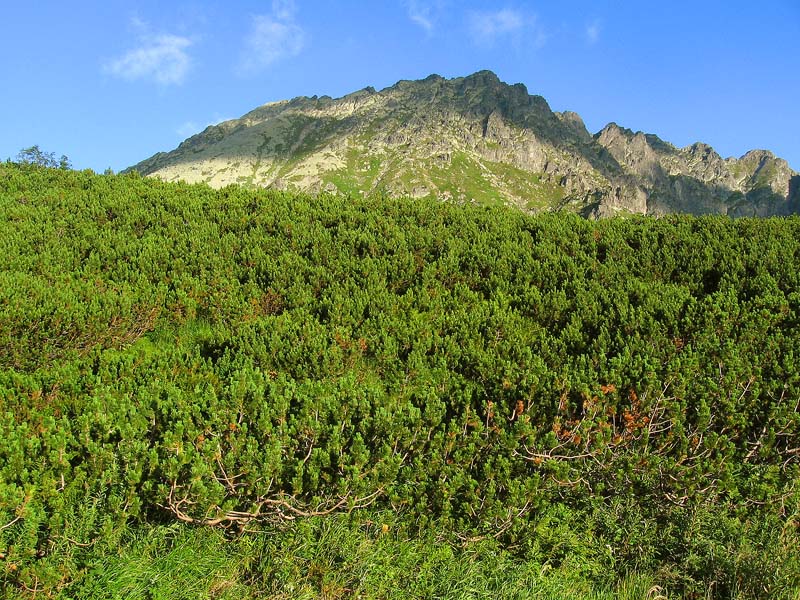 kończysta