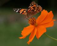 Cynthia cardui