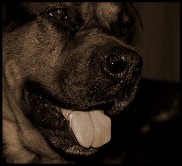 Bruce