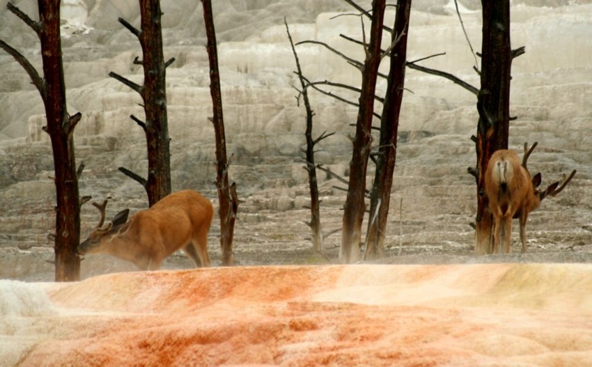 Bylo sobie zycie ... Yellowstone N.P.
