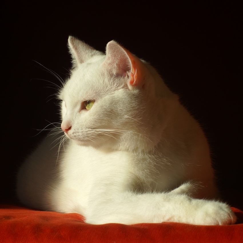 Milady