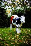 miki cow