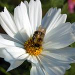 Trzmiel ogrodowy (Bombus hortorum)