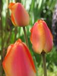 tulipany