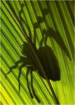 shadow