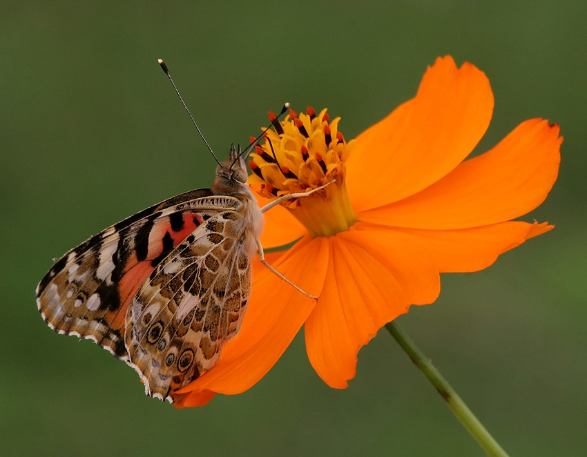 Cynthia cardui