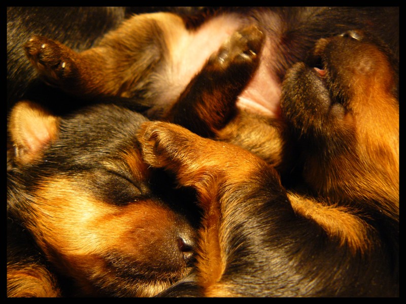 dog`s  mik`s