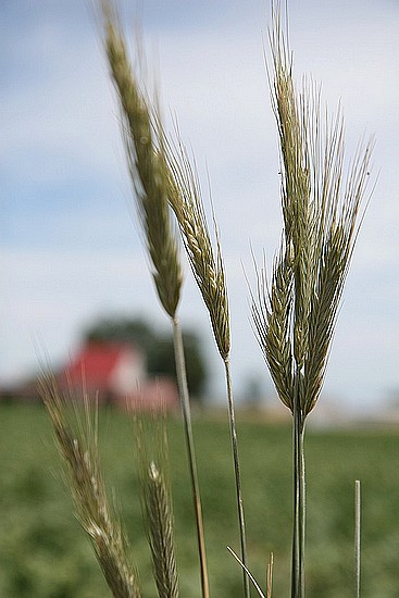 Kłosy