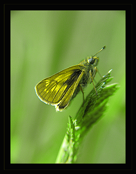 LETNIA STRONA PRZYRODY
