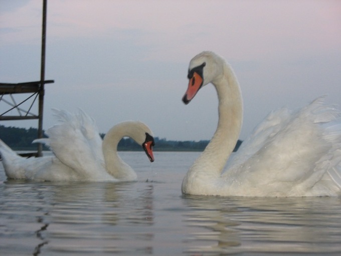 piortek