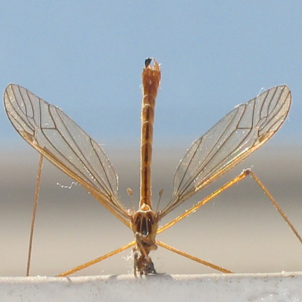kuzyn komara