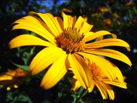 Sunshine II