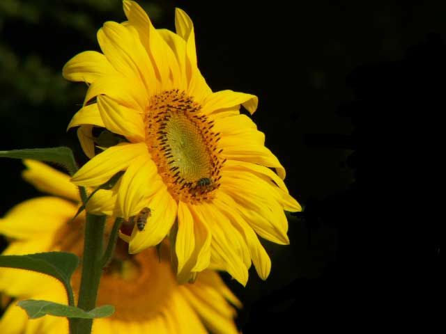 annetta