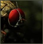 Mr. Bzzz