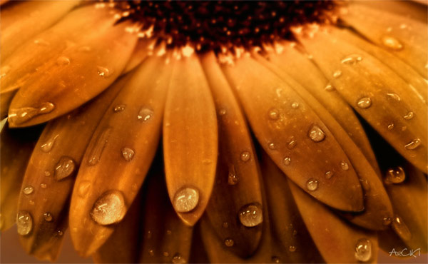 goldithes