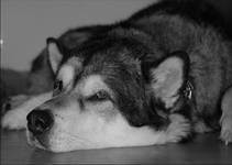 Asko