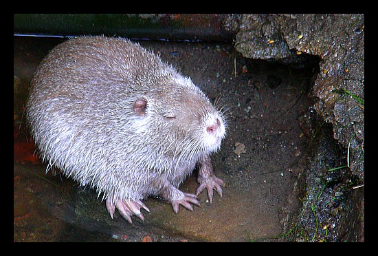 nutria