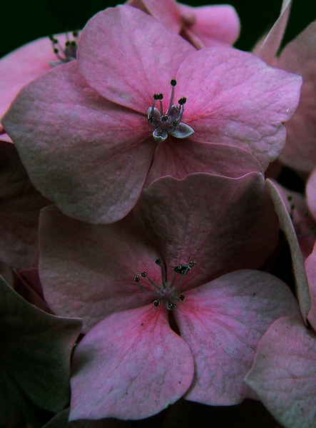 kwiaty