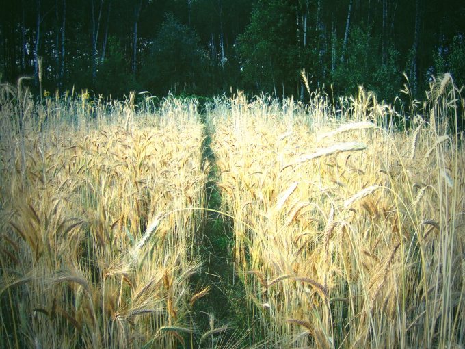 zboże