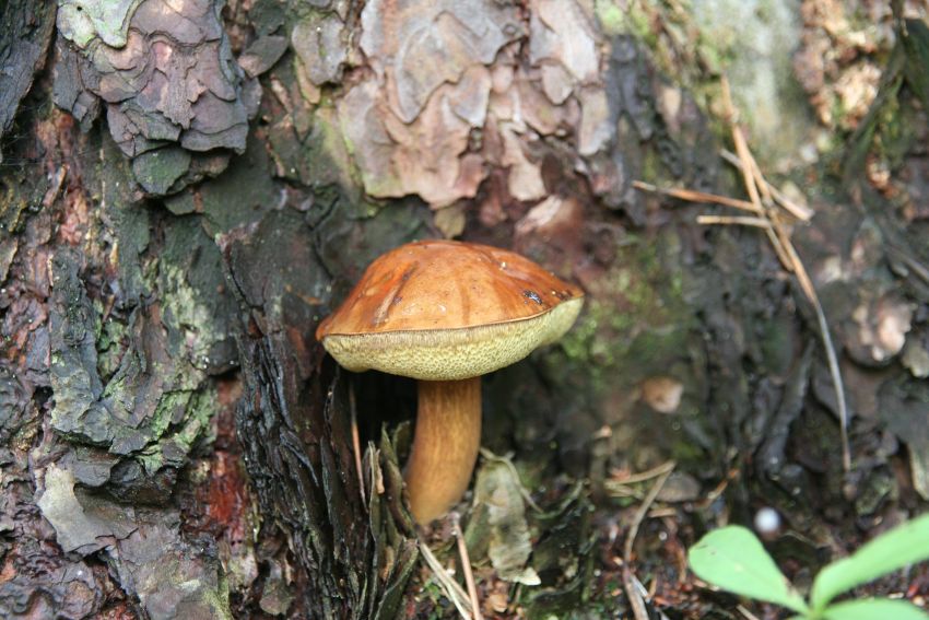 grzybek