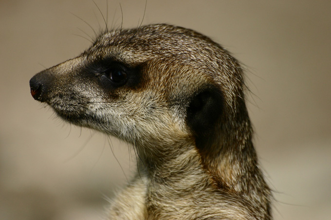 kazper