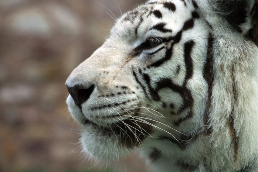 pan bengalski