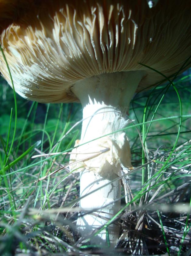 podziwiajcie moje blaszki