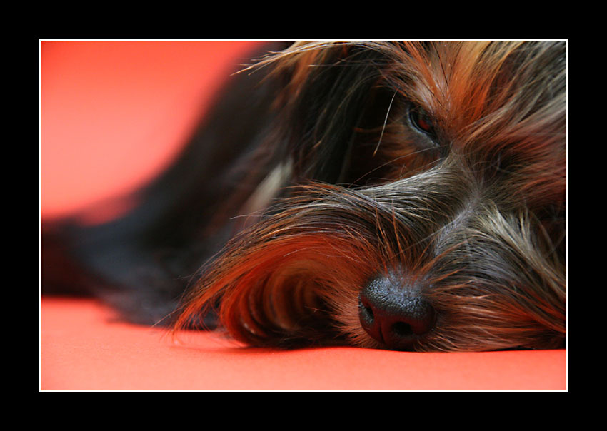 cocker spaniel