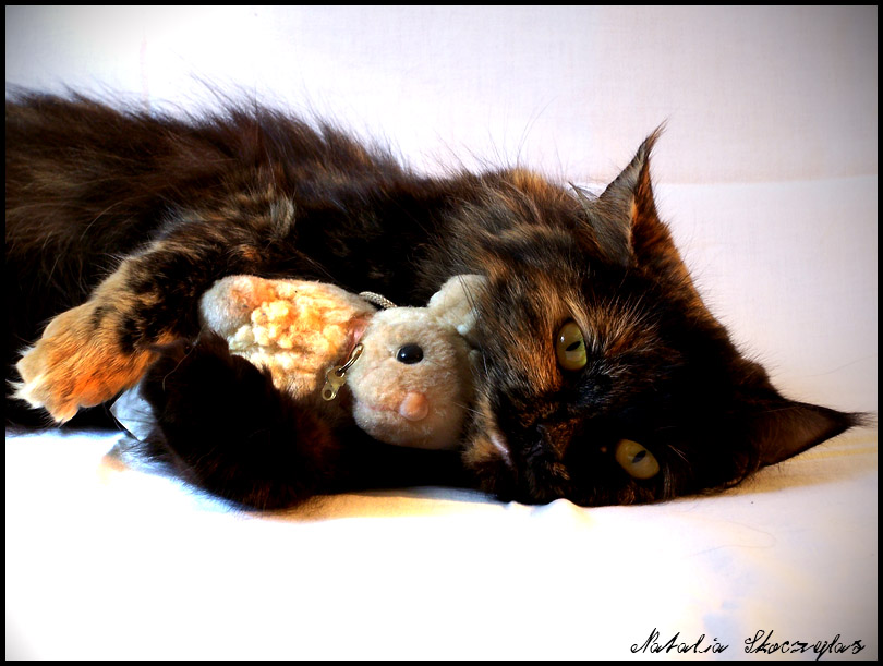 *Kicia*