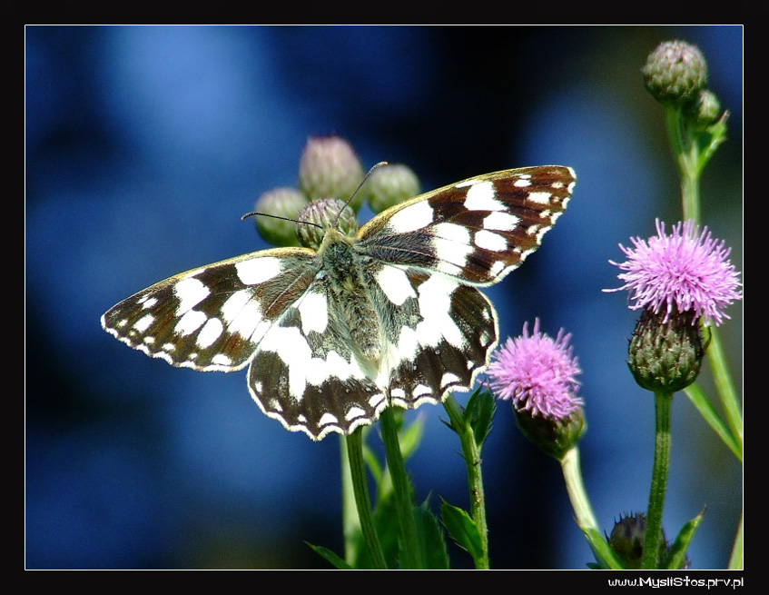 Motyl