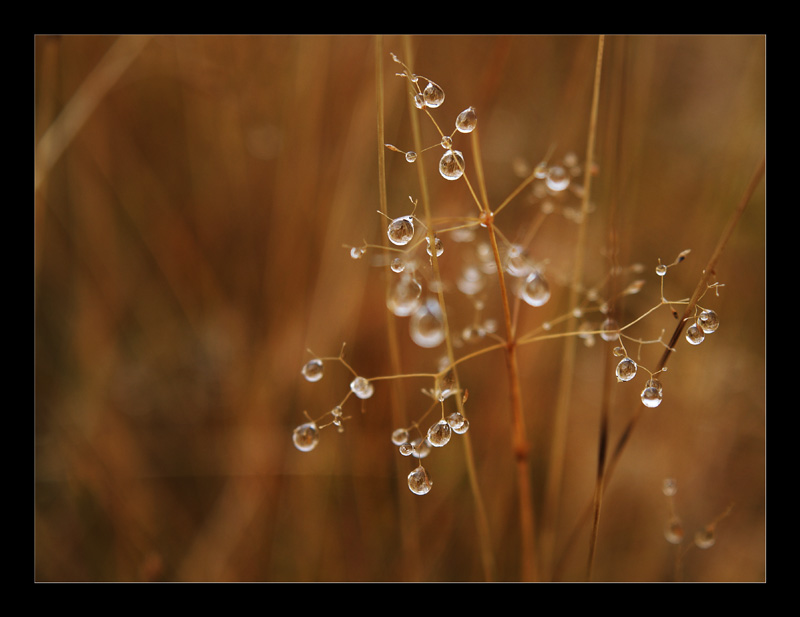 ...Swarovski Collection.....v1