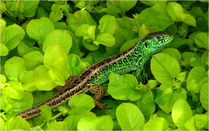 Jaszczur