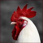Ptactwo domowe z gatunku Gallus domesticus