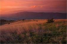 Bieszczady, Połonina Wetlińska