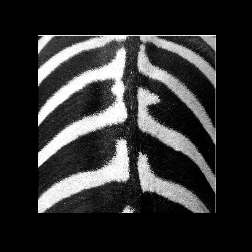 zebra i jej przyjaciółka stonoga