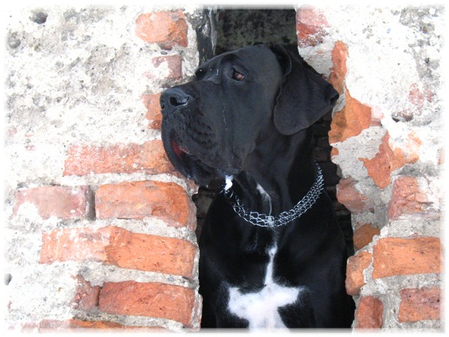 Kustosz