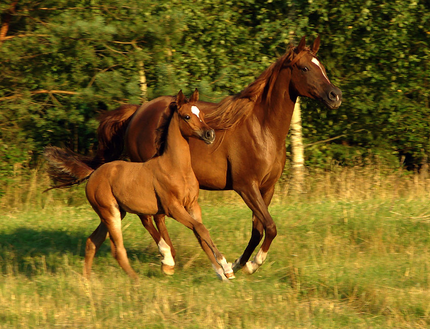 kreacja