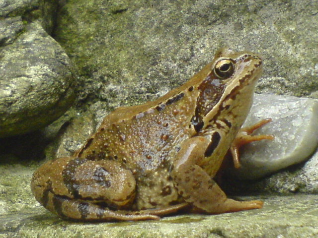 Płaz