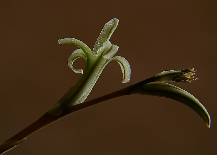 Haworthia
