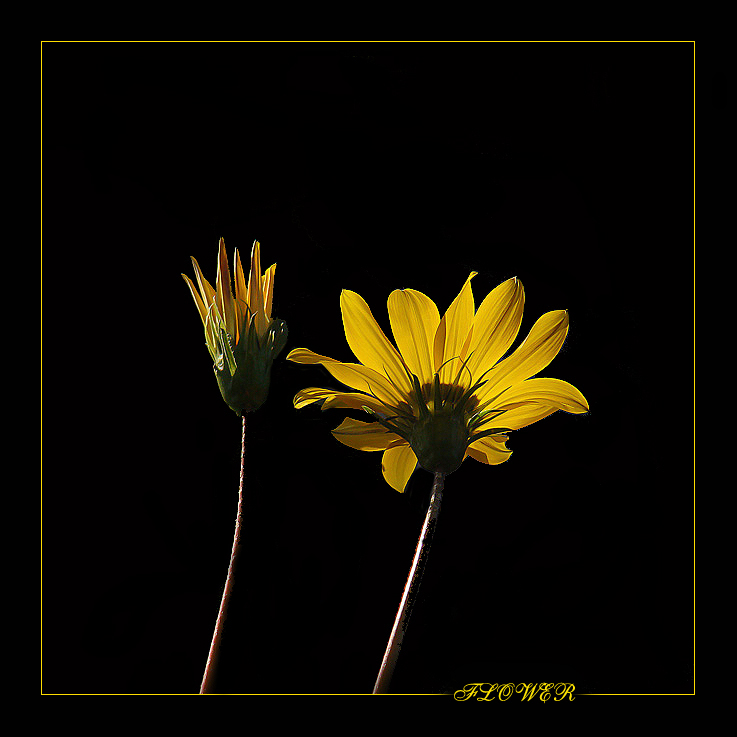 FLOWER